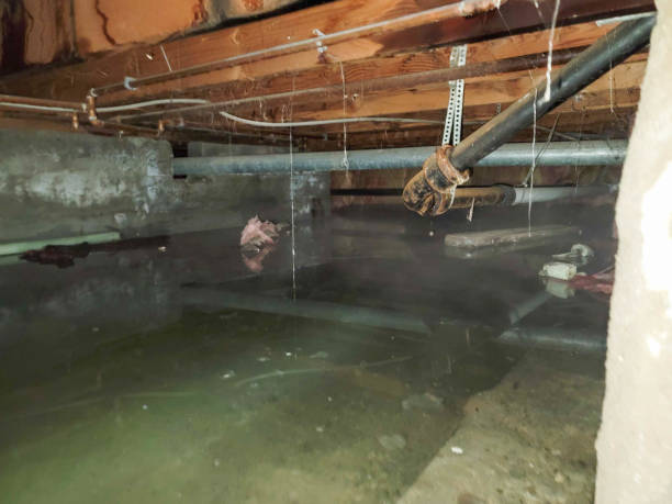 Best Water damage restoration process  in Mount Sterling, IL